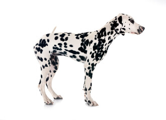 puppy dalmatian in studio