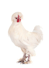 sultan chicken in studio