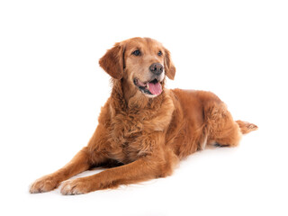 Golden retriever in studio