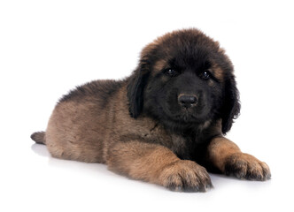 puppy Leonberger in studio