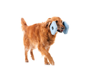 Golden retriever in studio