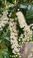blossoming tree in spring