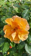 orange flower in the garden