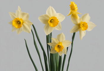 Set of beautiful yellow daffodil flowers isolated over a transparent background © FrameFinesse