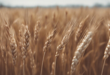 Fototapeta premium Side view of a field of dry mature autumn spikelets of wheat isolated on transparent background