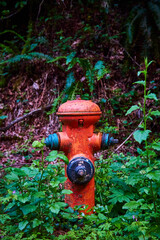 Rusty Orange Fire Hydrant in Lush Green Undergrowth Eye-Level Perspective