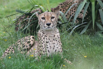 Guepard
