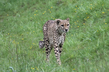 Guepard