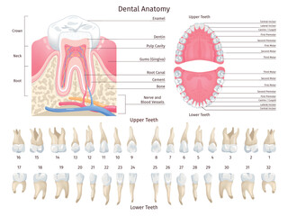Dental anatomy infographic. Human teeth types chart, dentistry orthodontic education teething scheme numbered premolar tooth dentition mouth jaw arch, swanky illustration