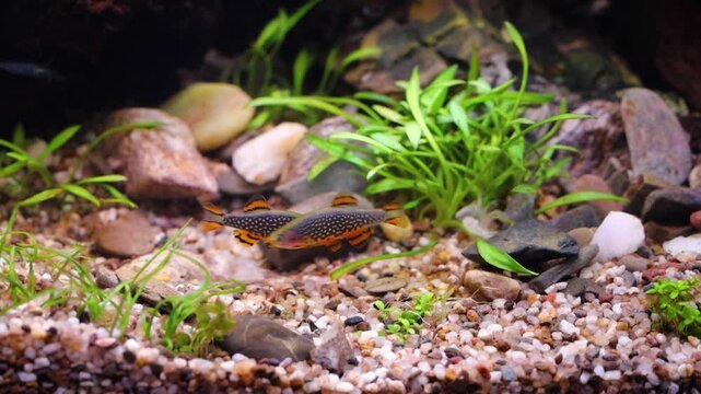 Two Male Celestial Pearl Danio's showing off