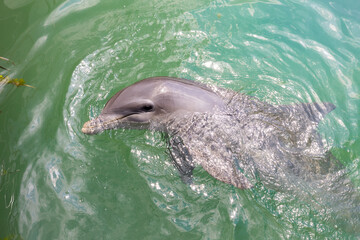 Delfin w oceanie Atlantyckim, zwierzę morskie, ssak wodny, ciepłe morze, tropikalny klimat, tapeta   © anettastar