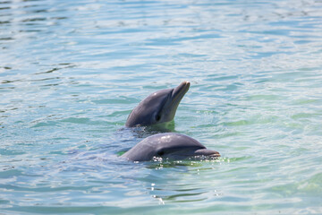 Delfin w oceanie Atlantyckim, zwierzę morskie, ssak wodny, ciepłe morze, tropikalny klimat, tapeta   © anettastar