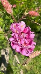 Obraz premium pink and white acacia flower