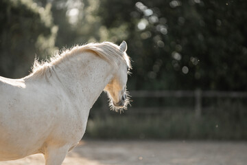beautiful little white pony portrait horse