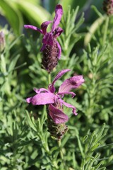 French Lavender