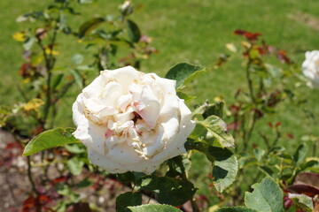 white rose in the garden