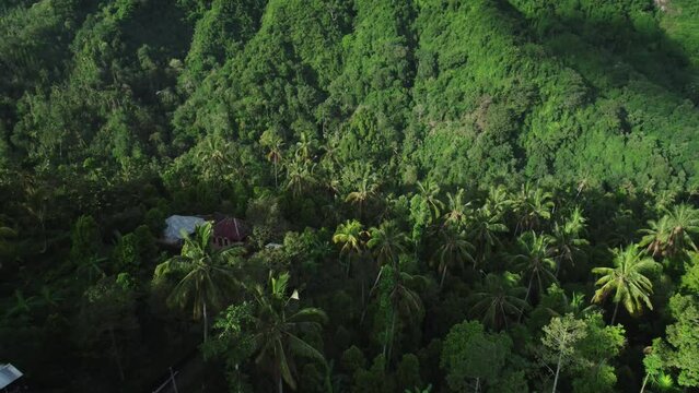 Aerial video of a forest full of green vegetation in Bali, Indonesia