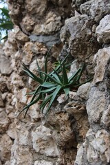 tree on the rocks