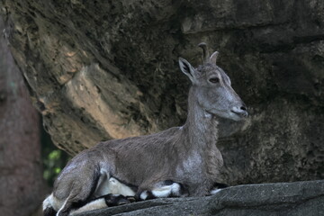 スーチョワンバーラル