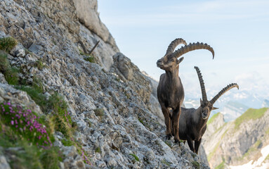 Close up view of two ibex, capricorn on the rocky slope of a mountain. Swiss mountains, appenzell, wildlife. adult ibex on rocks. Summer,daytime. European wildlife, wildlife conservation. Nature.