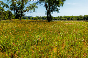 Fototapeta premium Looking past the field, the Wisconsin River meamders south of Sauk City, Wisconsin, hgh from recent rains, in late June
