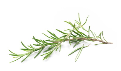 Fresh green rosemary twig and leaves isolated