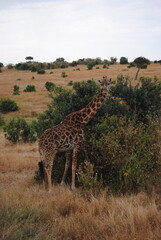 Safari in Kenya including photos of Zebras, Giraffes, Elephants, Lions  and much more. Some photos of cows in a farm and puppies.