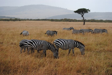 Naklejka premium Safari in Kenya including photos of Zebras, Giraffes, Elephants, Lions and much more. Some photos of cows in a farm and puppies.