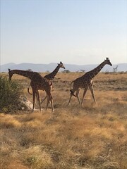 Safari in Kenya including photos of Zebras, Giraffes, Elephants, Lions  and much more. Some photos of cows in a farm and puppies.