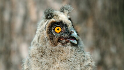 great horned owl