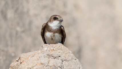 red tailed hawk