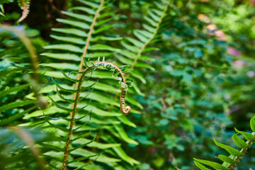 Young Fern Fiddlehead in Lush Green Forest Close-Up