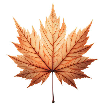 orange maple leaf isolated on white clip art preview
