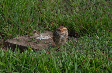 An Athene Cunicularia owl on the lawn looking at the photographer