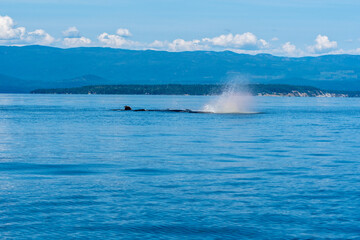 Humpbacks at play
Humpback whales surface together with splashes and blows as they frolic in BC...
