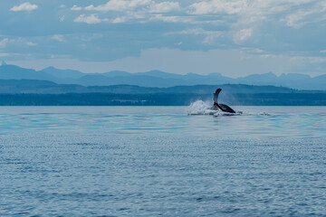 Naklejka premium Humpback flop A huge splash arises as a humpback whale completes a breach against a beautiful BC mountainous skyline