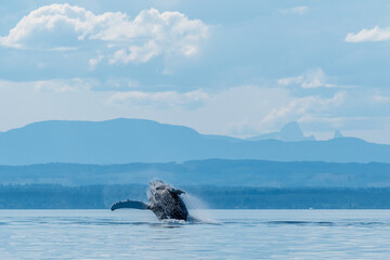 To breach or not to breach A humpback whale mid breach against a beautiful blue tones BC skyline © Trudie