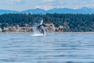 Twisting Humpback With a twist and a splash a humpback whale breaches off the coast of BC Canada © Trudie