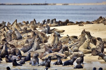Fototapeta premium Kolonie von Seelöwen