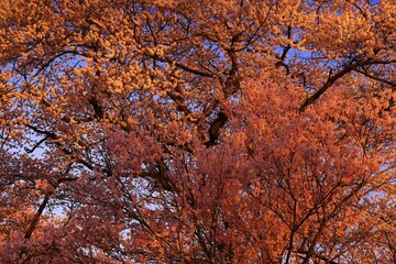 岩手県奥州市　春の水沢公園