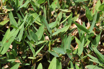 Asian water grass or Lucky floating Bamboo (Hygroryza aristata)