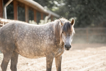 Obraz premium horse in the field paddock paradise farm animal