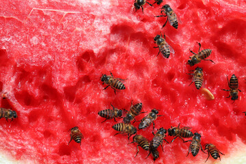 Bee feeding station with watermelon