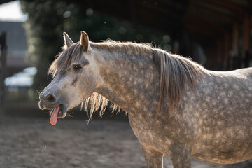 grey horse pony yawning tension release yaws animal equine behaviour
