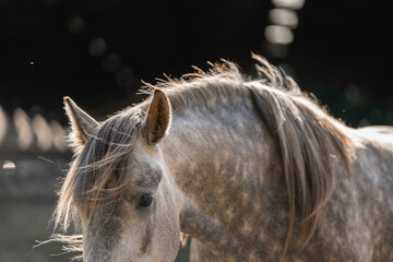 horse equine pony in paddock paradise