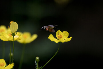 黄色いコスモスの蜜を吸うホウジャク