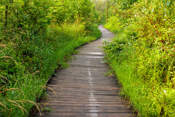 Obraz premium A boardwalk through the overgrown vegetation of a marshy area within Pike Lake Unit, Kettle Moraine State Forest, Hartford, Wisconsin in early July
