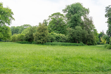 Spring Meadow Texture Background, Green Spring Landscape with Copy Space, Idyllic Meadow Banner