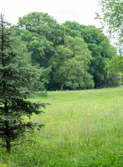 Fototapeta premium Spring Meadow Texture Background, Green Spring Landscape with Copy Space, Idyllic Meadow Banner