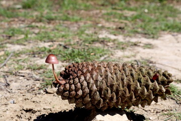Pine cone with a mushroom on the ground in the forest.